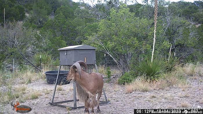 photo 1: FM 2523 SW 148.9 ACRES LOTS 4-5, Rocksprings TX 78880