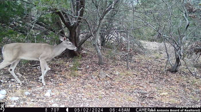 photo 20: TBD Red Bluff Creek, Rocksprings TX 78880