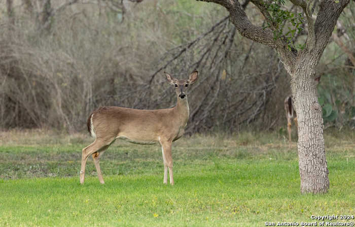 photo 48: 1304 E LEONA RD, Uvalde TX 78801