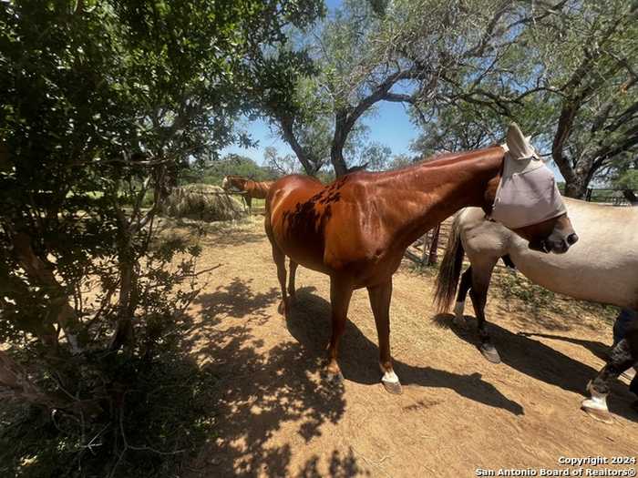 photo 2: 660 TREY'S CREEK RD, Floresville TX 78114