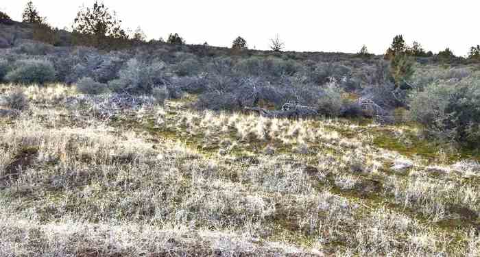 photo 1: Lot 735 Quail Dr., Hornbrook CA 96044