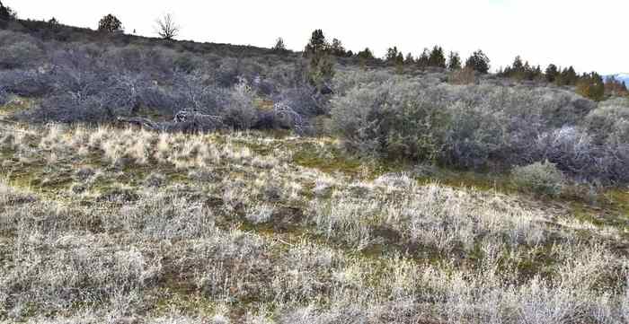 photo 2: Lot 735 Quail Dr., Hornbrook CA 96044