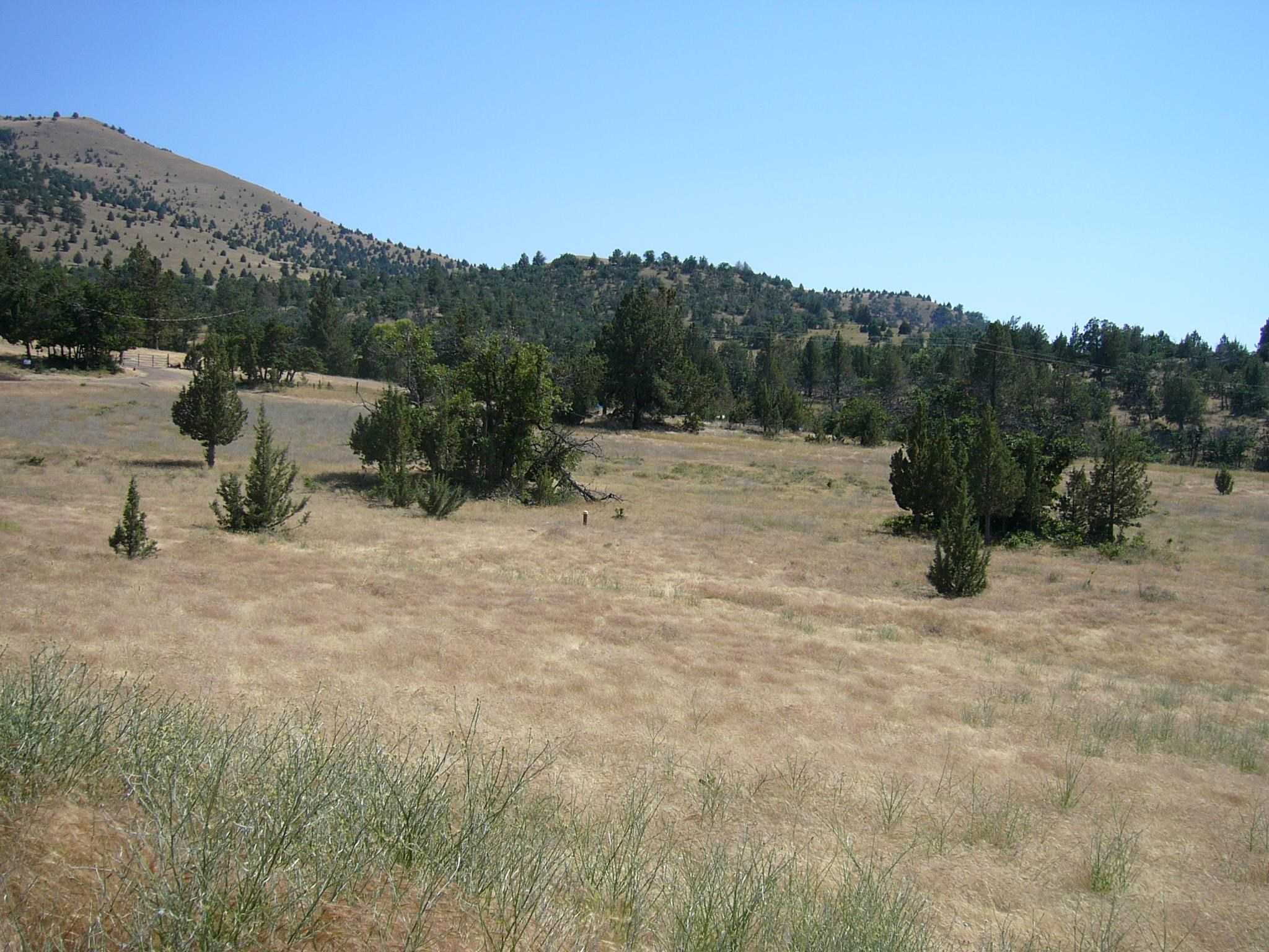 photo 3: 10 acres Omega Rd, Montague CA 96064