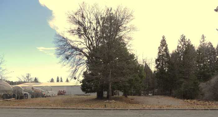 photo 15: Siskiyou Avenue, Mt Shasta CA 96067