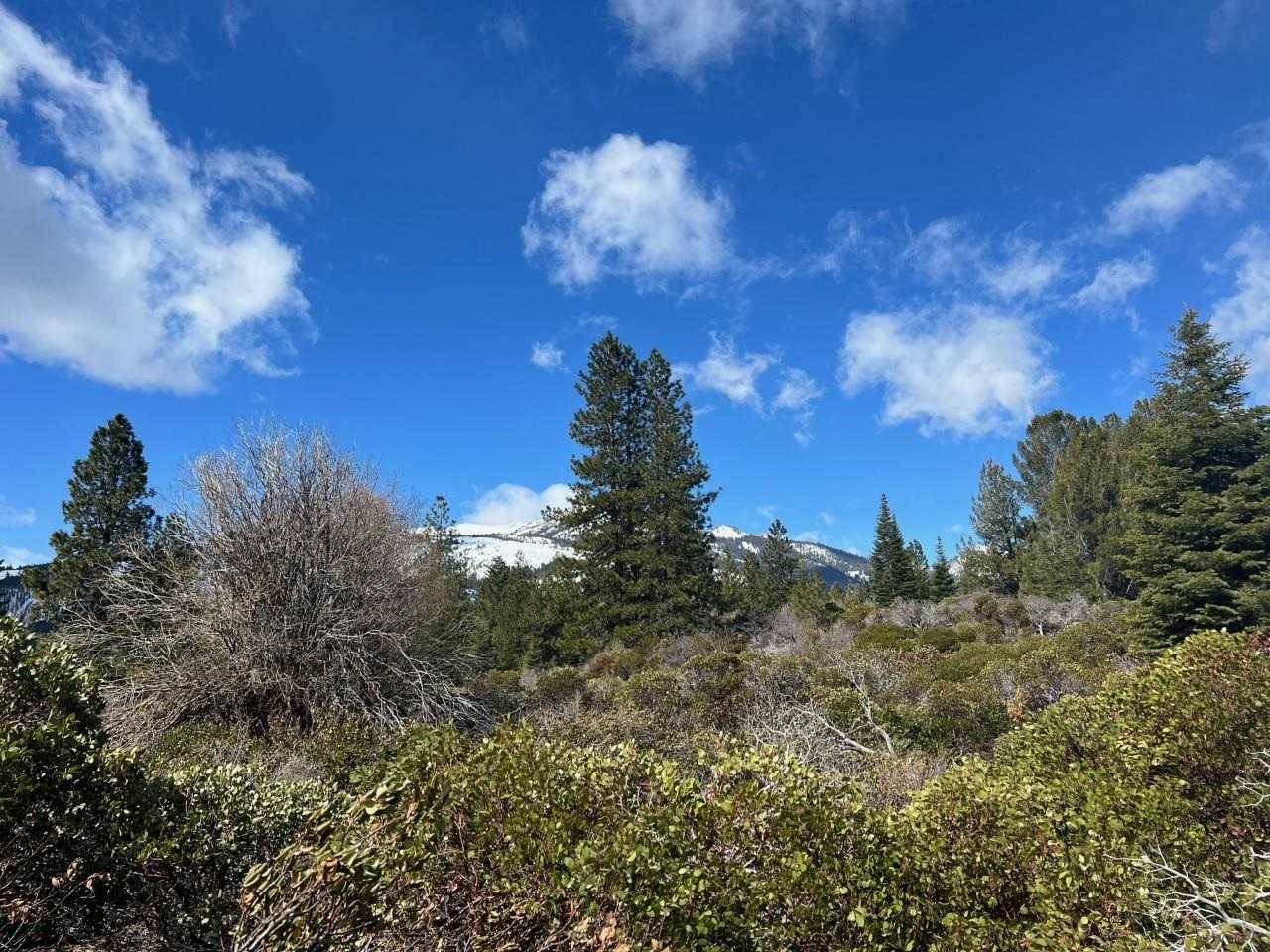 photo 3: Acreage Off N. Old Stage, Mt Shasta CA 96067