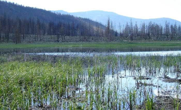 photo 2: 40 acres Mud Lake, MacDoel CA 96058