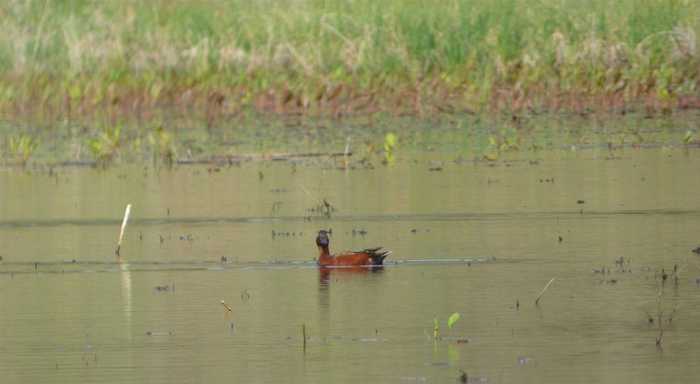 photo 22: 40 acres Mud Lake, MacDoel CA 96058