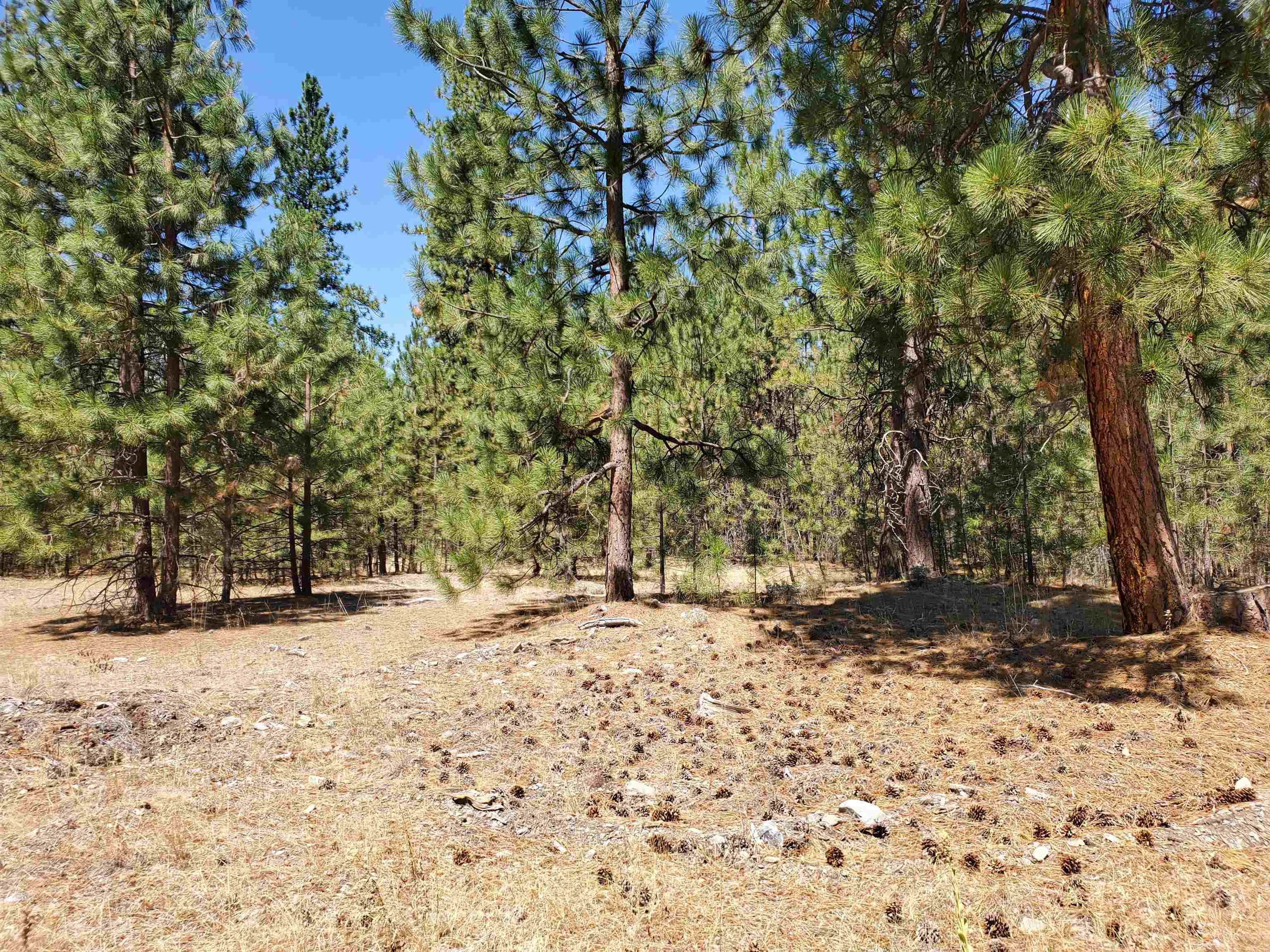 photo 3: 00 N. Kidder Creek Rd., Greenview CA 96037