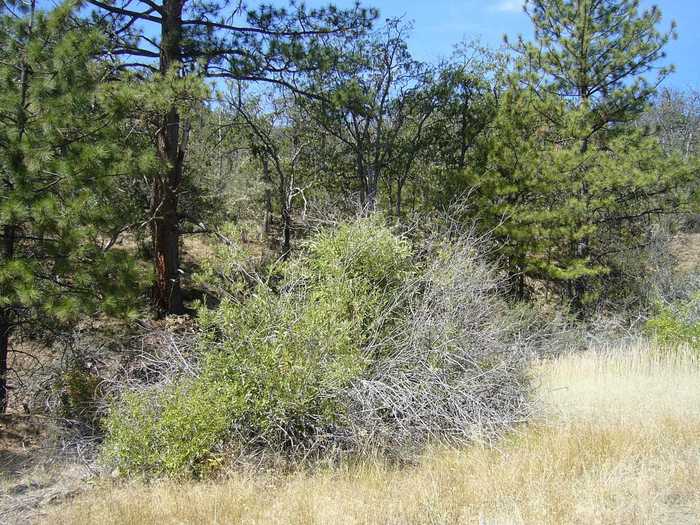 photo 1: 9.1 acres Humbug Gulch Rd, Yreka CA 96097