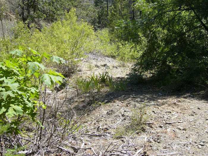 photo 15: 9.1 acres Humbug Gulch Rd, Yreka CA 96097