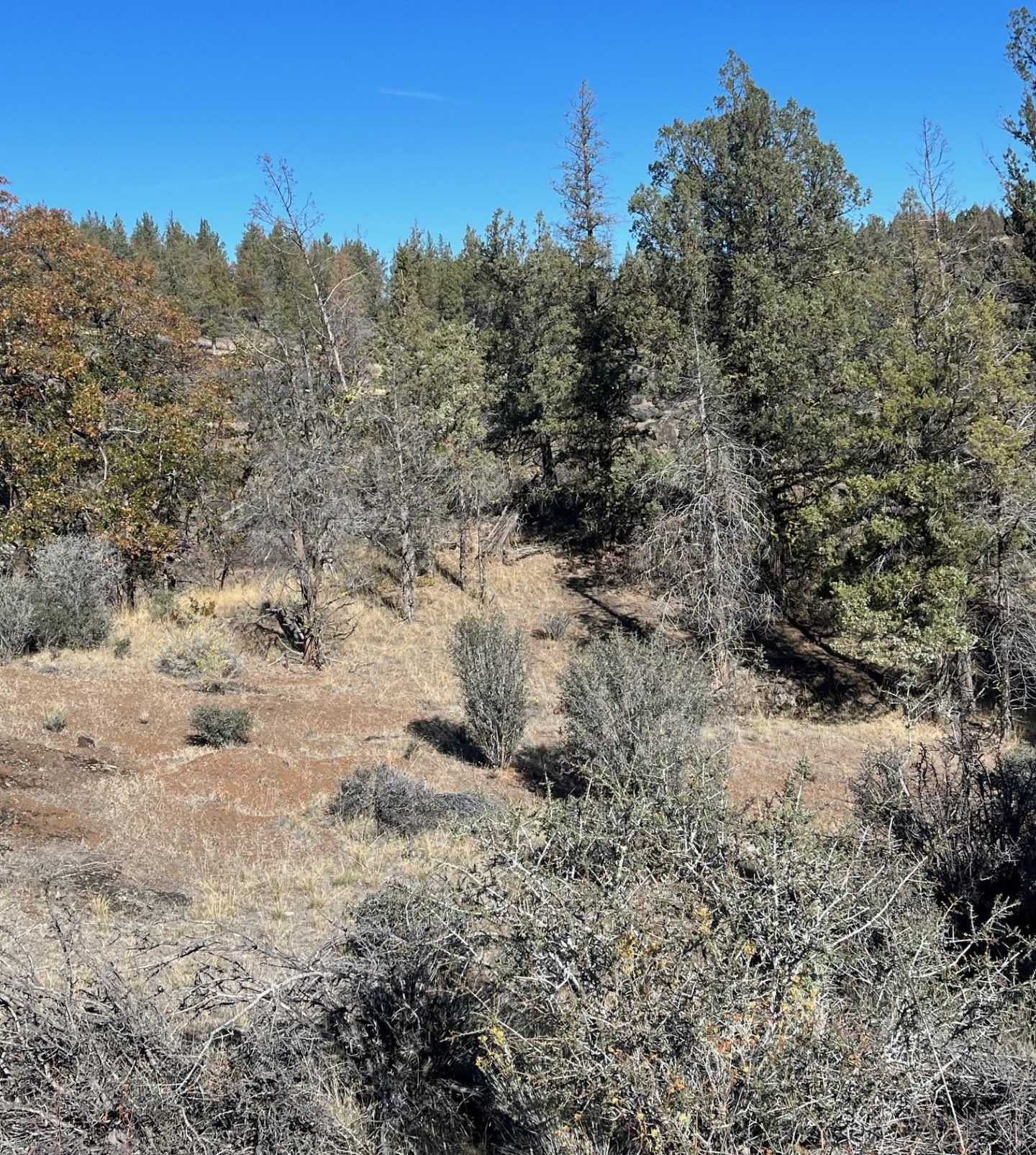 photo 2: Lot 269 Desavado, Montague CA 96064