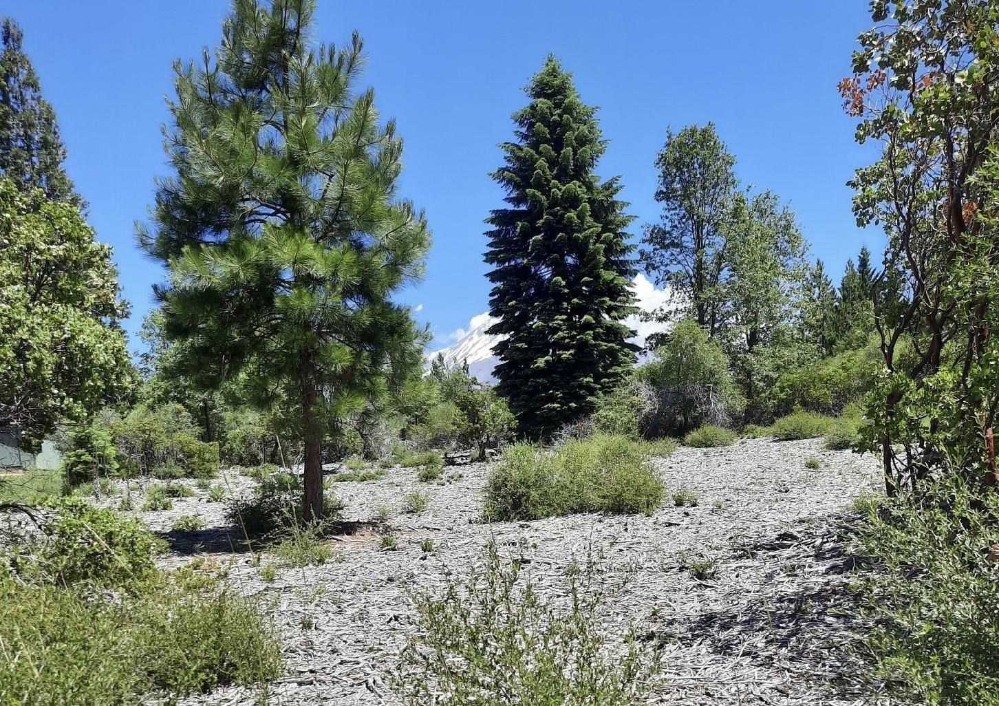 photo 3: Lot 3 Fryer's Way, Mt Shasta CA 96067