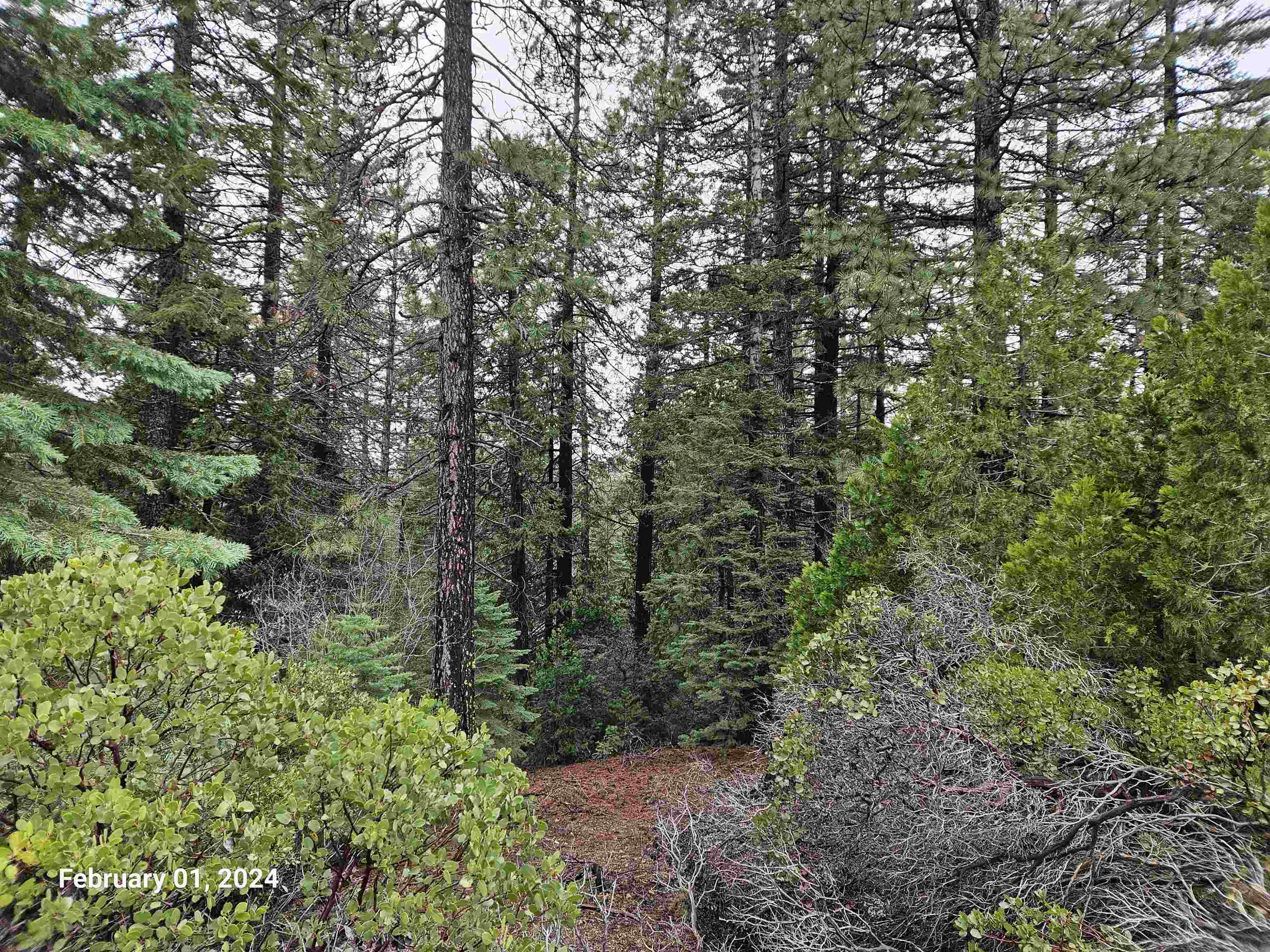 photo 1: 1.4 Acres Summit Drive, Mt Shasta CA 96067