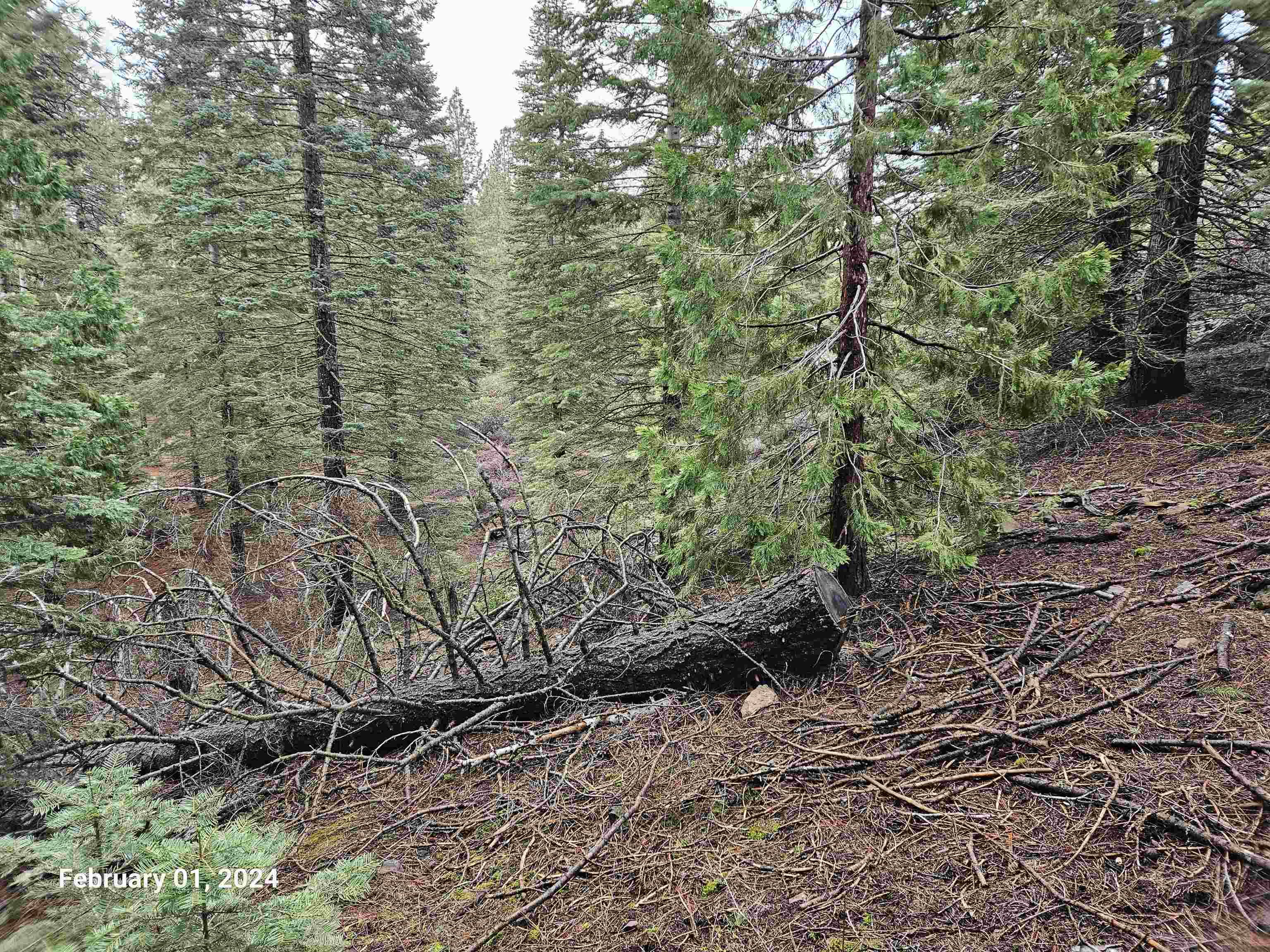 photo 3: 1.4 Acres Summit Drive, Mt Shasta CA 96067