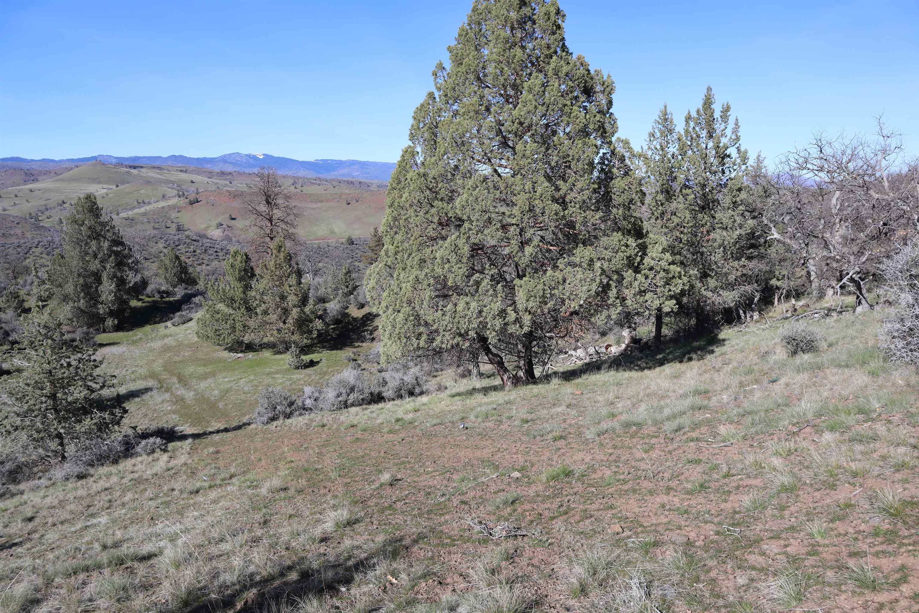 photo 2: LOT 116 Greentree St, Hornbrook CA 96044