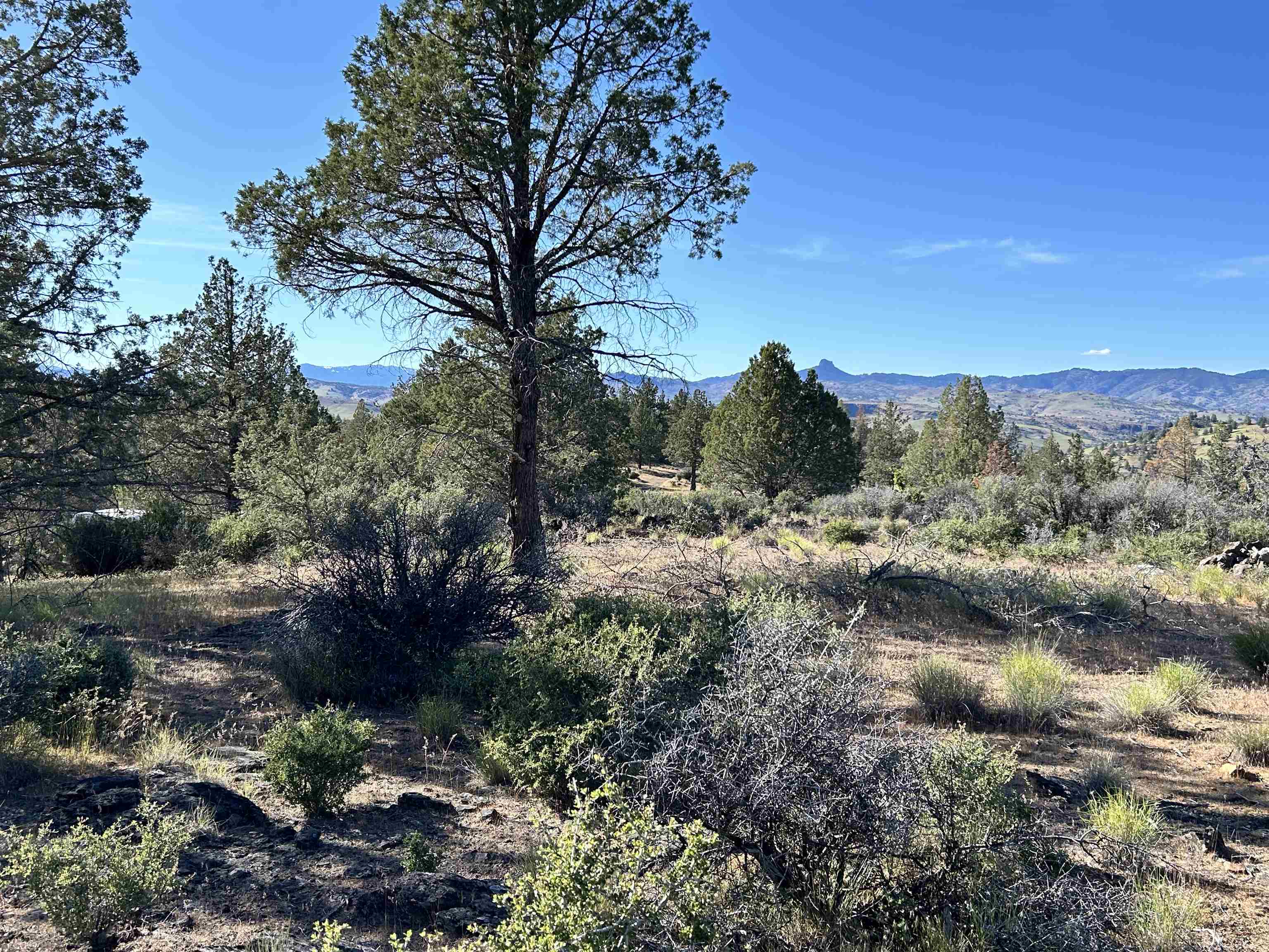 photo 2: Lot #641 Swan Way, Hornbrook CA 96044