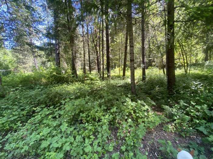 photo 1: .7 Acre on Curly Jack, Happy Camp CA 96039