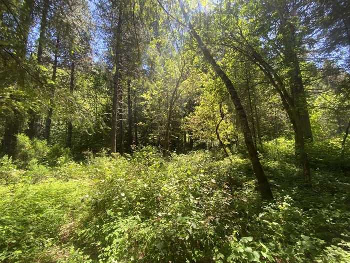 photo 2: .7 Acre on Curly Jack, Happy Camp CA 96039
