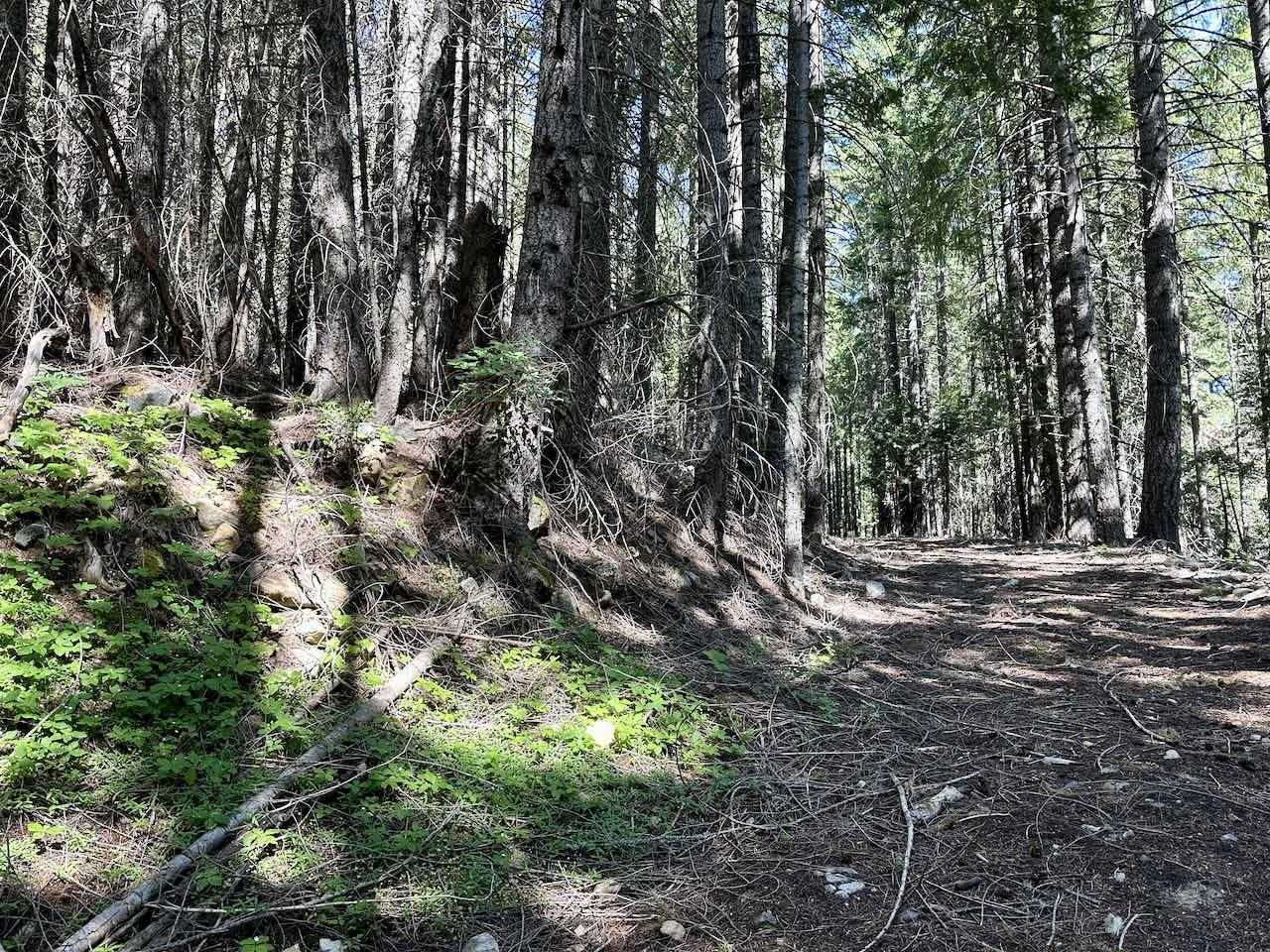 photo 2: 41 Acres Black Bear Loop, Weed CA 96094