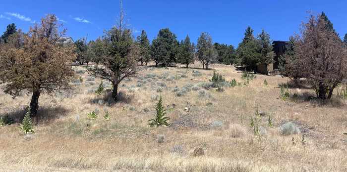 photo 9: 0000 Saddle Ridge Rd., Weed CA 96094