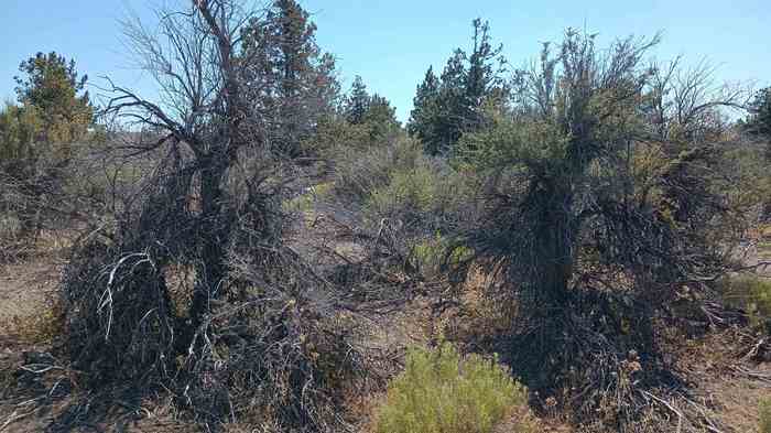 photo 5: Block 15 Lot 17 Stewart Road, Montague CA 96064