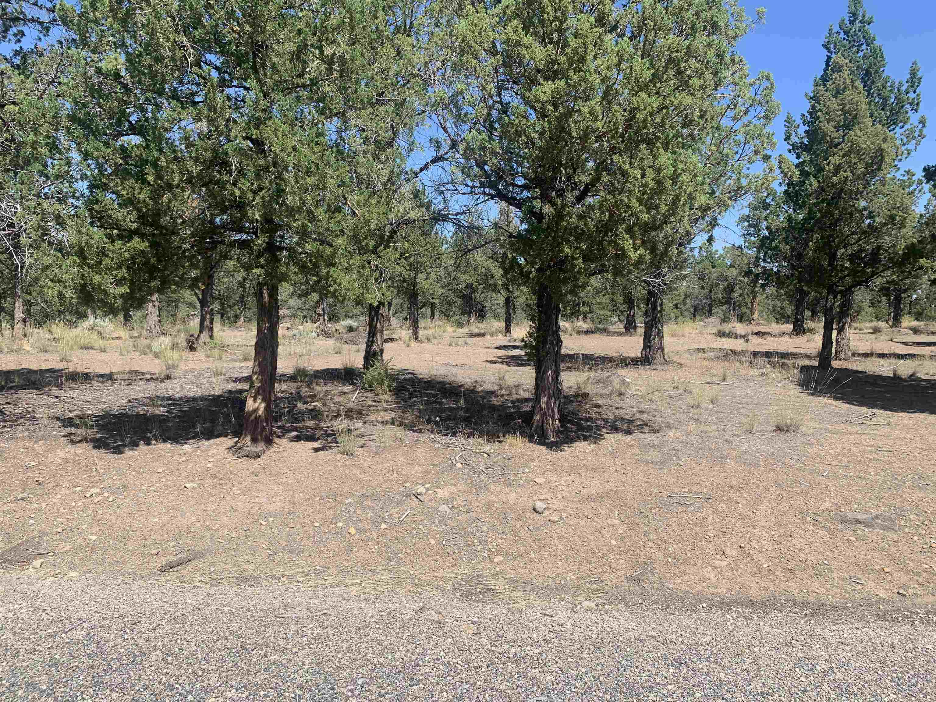 photo 3: Lot 156 Lamplighter, Weed CA 96094