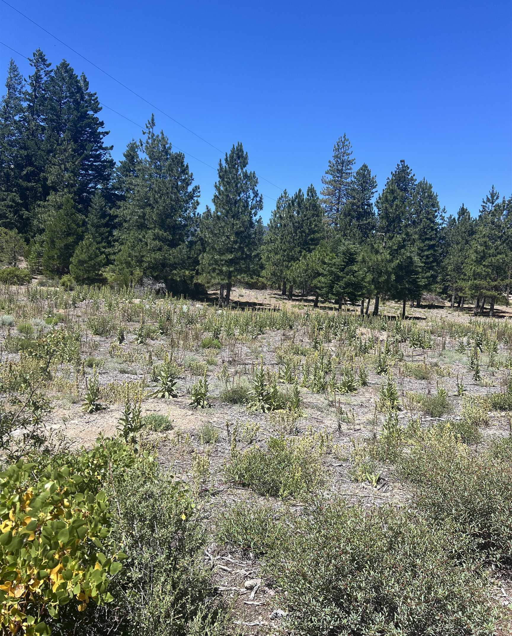 photo 1: 00 Truck Village Road, Mt Shasta CA 96067