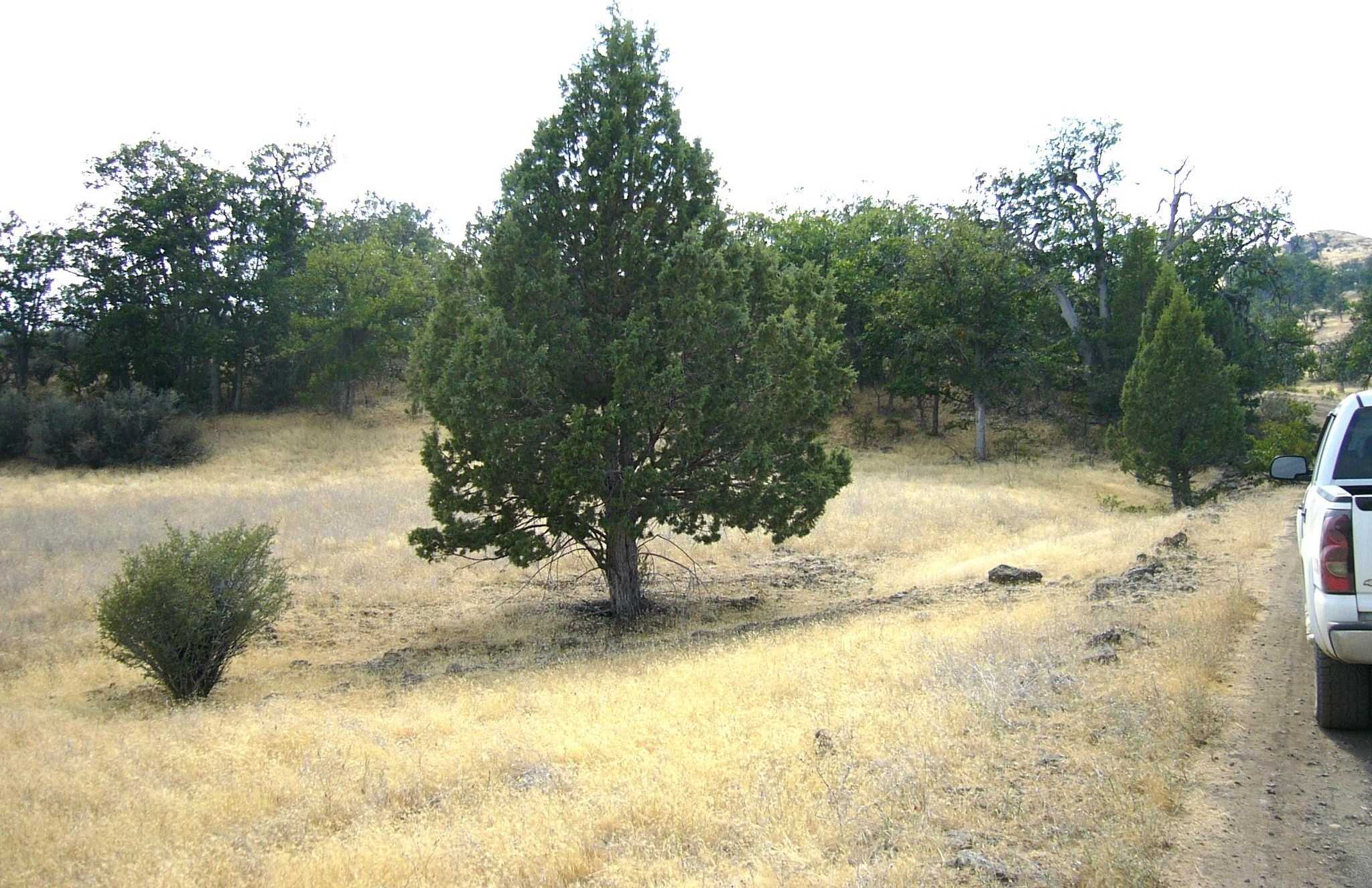 photo 2: 3.7 acre Quase Dr/Steelhead Circle, Hornbrook CA 96044