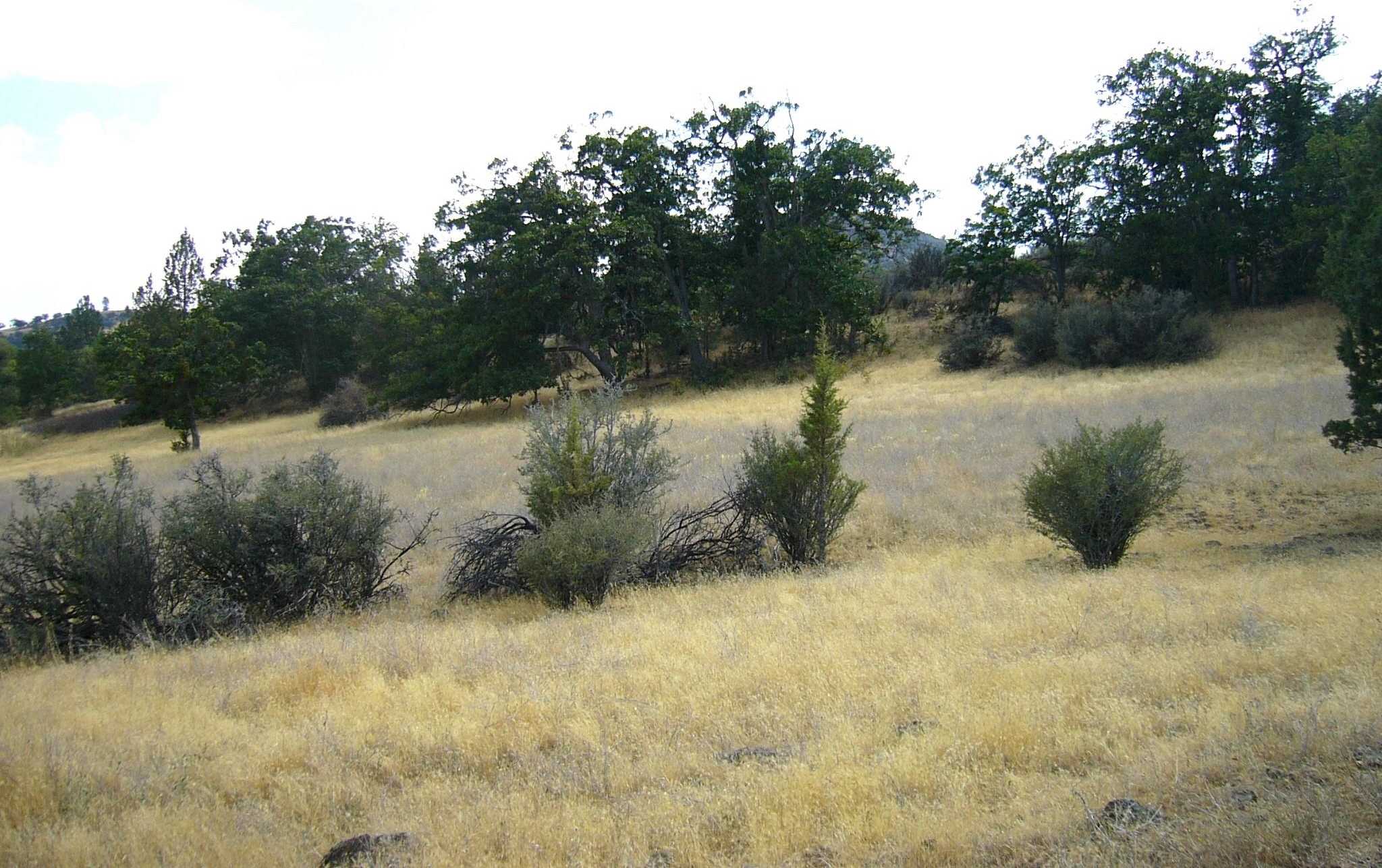 photo 3: 3.7 acre Quase Dr/Steelhead Circle, Hornbrook CA 96044