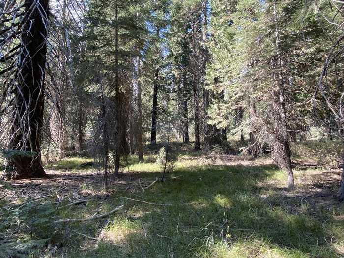 photo 2: 3-I-1 Red Fir Rd, McCloud CA 96057