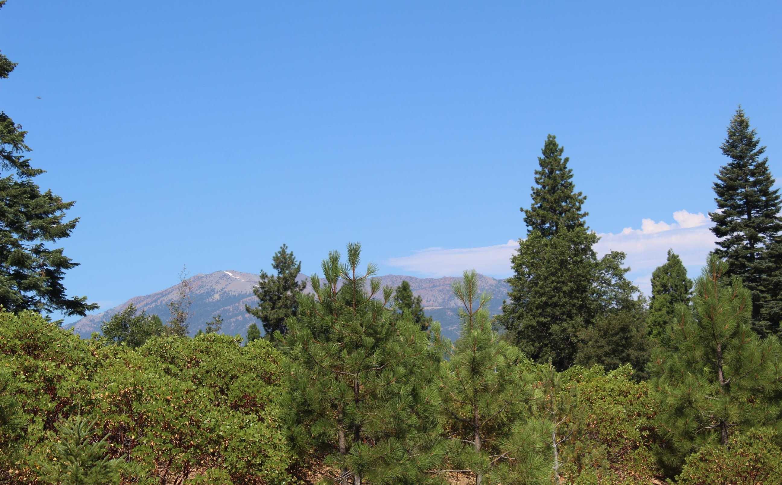 photo 2: Lot 10 Scenic Estates Trail, Mt Shasta CA 96067