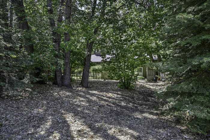 photo 8: Lot Off N Adams Drive, Mt Shasta CA 96067