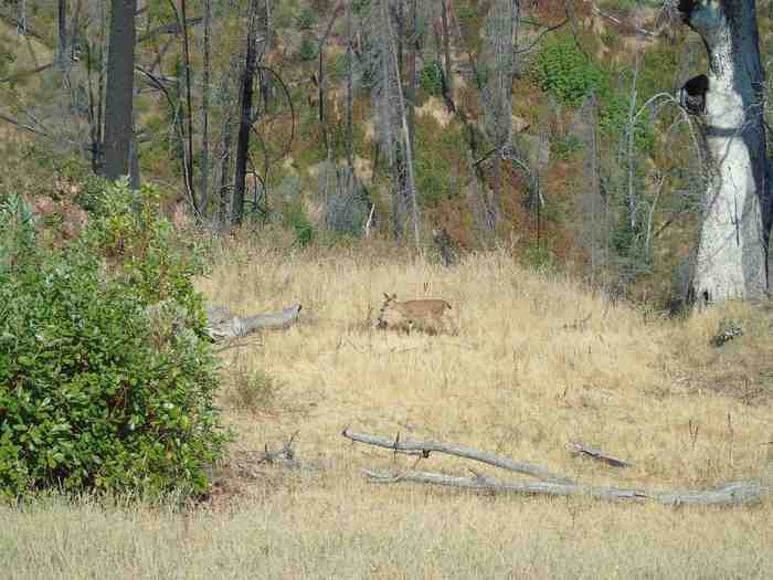 photo 1: 000 XX Cherry Maple Rd, Horse Creek CA 96045