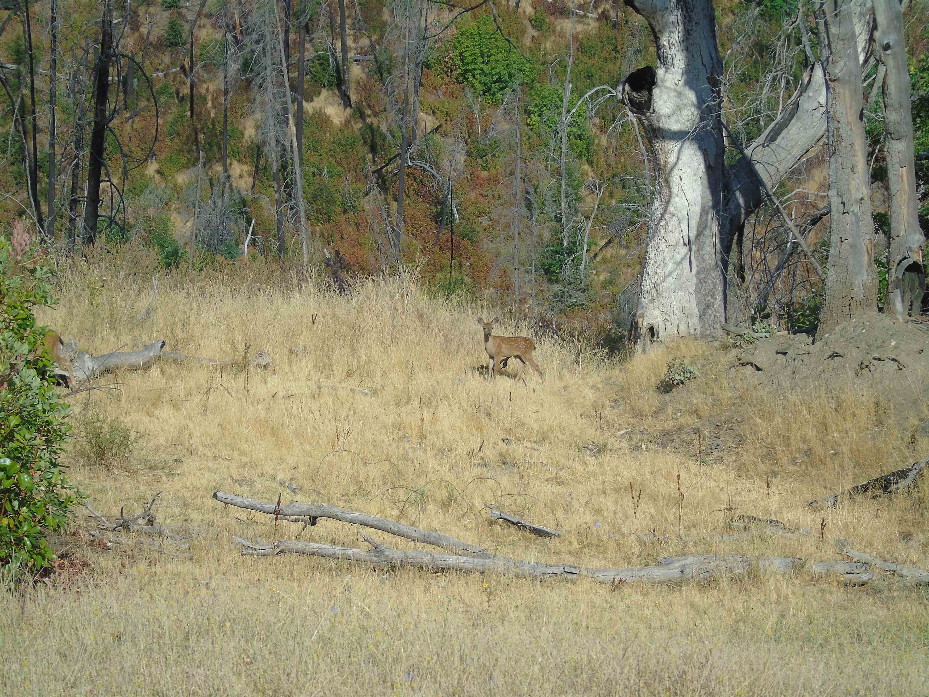 photo 2: 000 XX Cherry Maple Rd, Horse Creek CA 96045