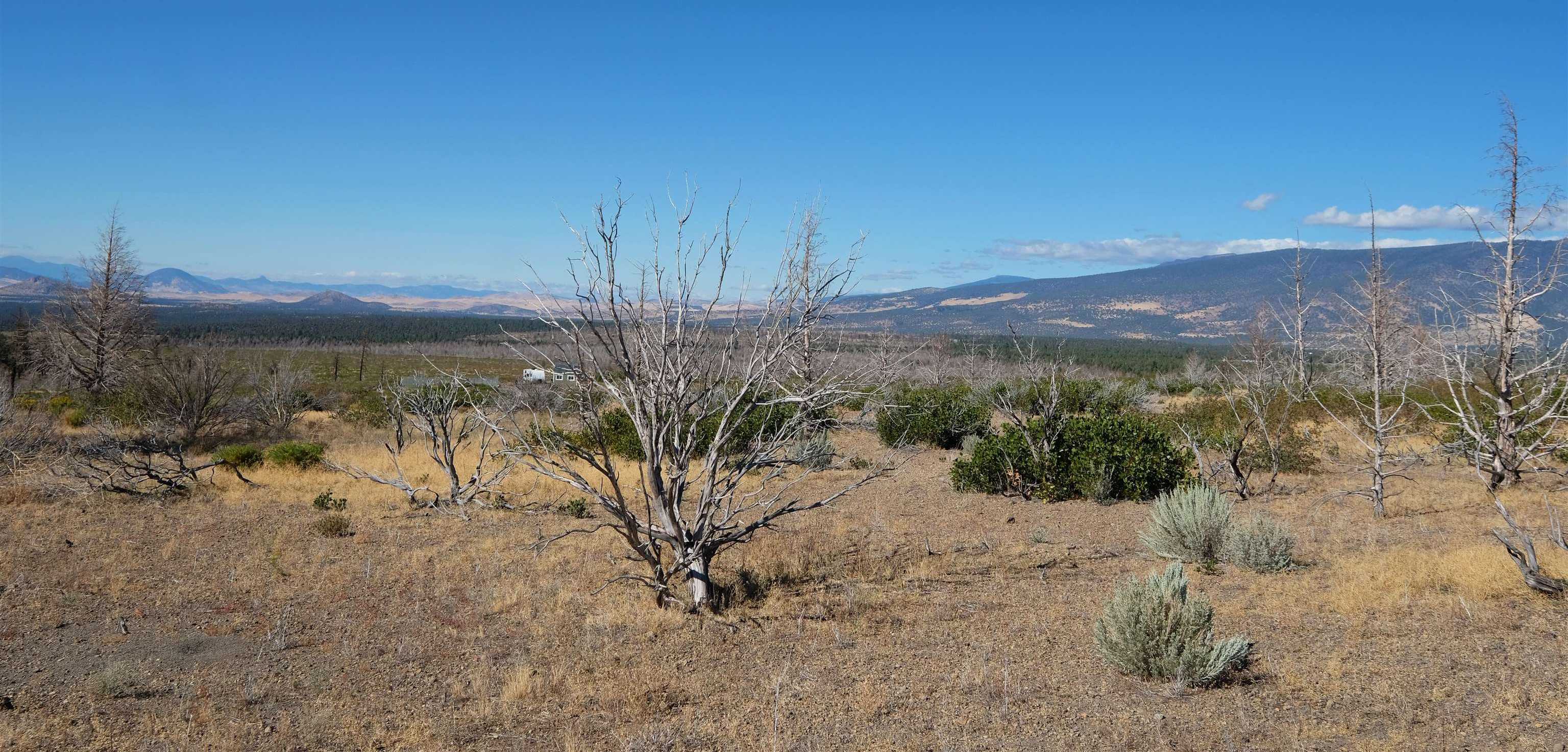 photo 3: Lot 46 Juniper Valley Circle, Weed CA 96094