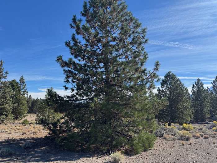 photo 1: Unit 4 Lot 327 Indian Island, Weed CA 96094