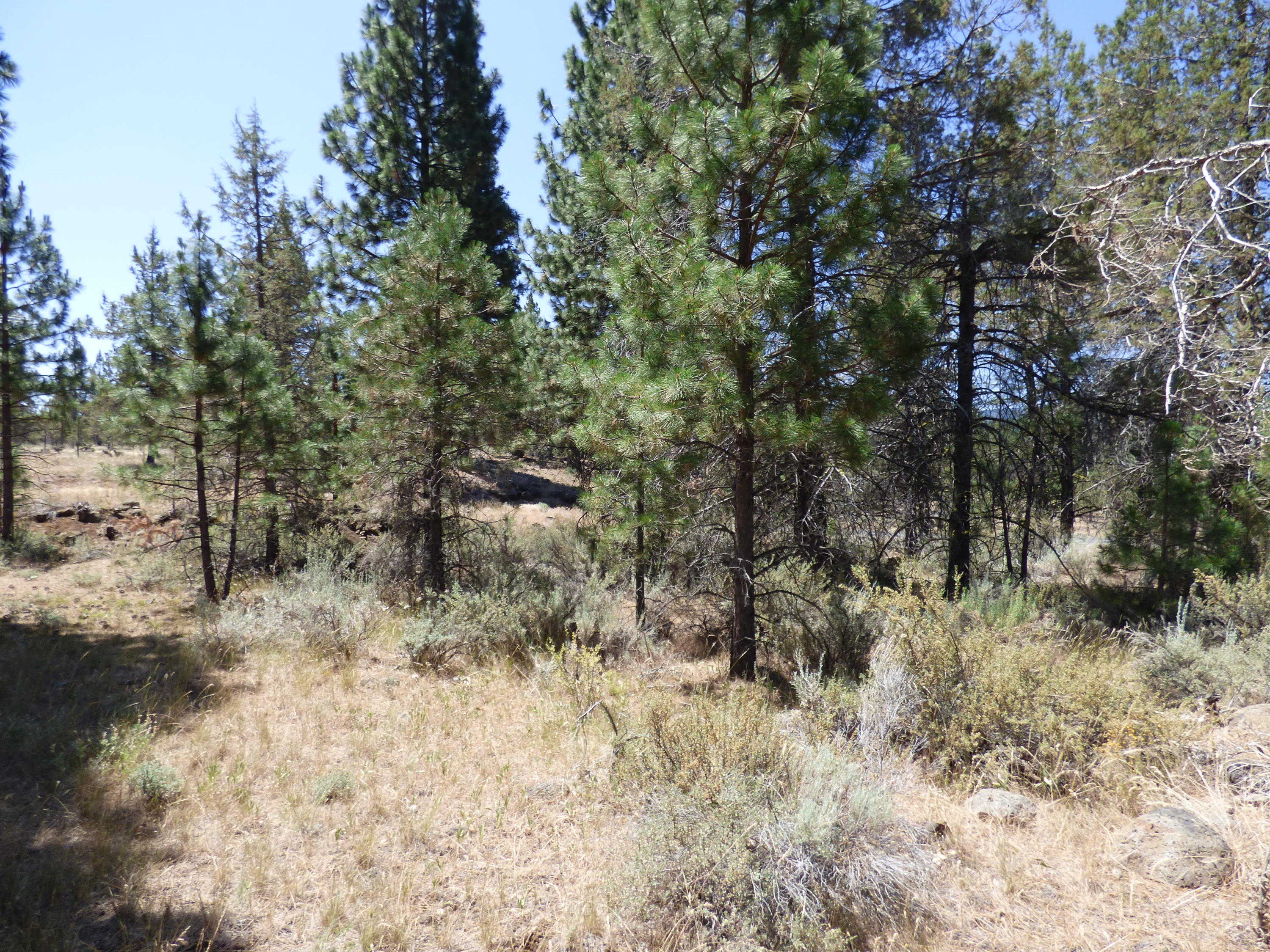 photo 1: Widow Valley Rd, Lookout CA 96054