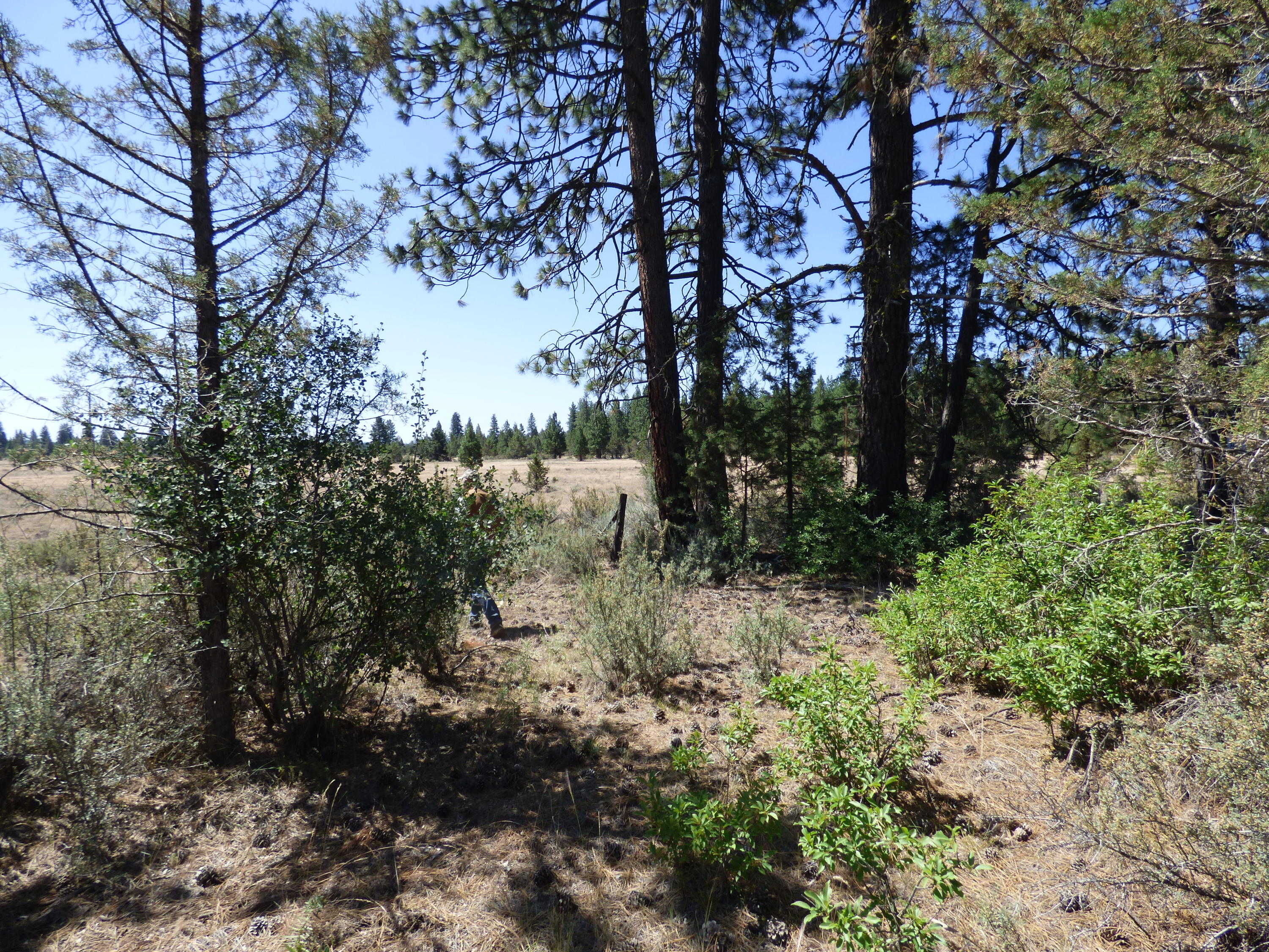 photo 2: W Ponderosa Dr, Lookout CA 96054