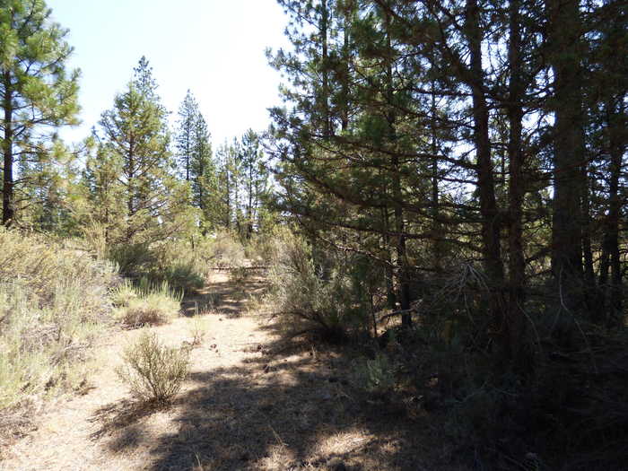 photo 5: W Ponderosa Dr, Lookout CA 96054