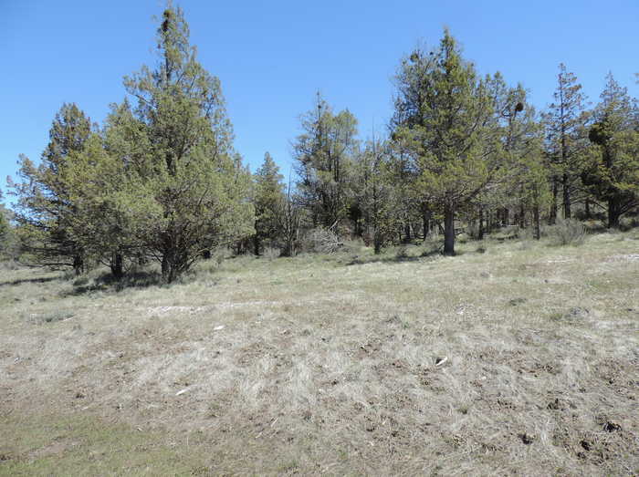 photo 2: Lot 48 Natchez Court, Fall River Mills CA 96028