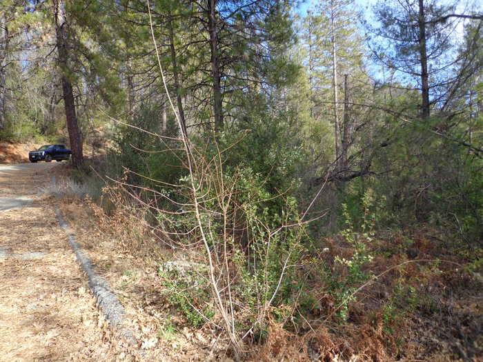 photo 33: 5 Lots, off Statton Rd, Lake Head CA 96051