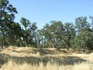 photo 1: Oak Run Rd, Millville CA 96062