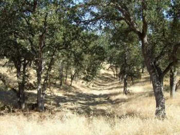 photo 12: Oak Run Rd, Millville CA 96062