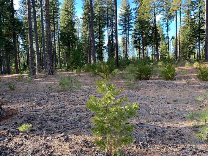 photo 1: Lot #22 Broomsedge Place, Shingletown CA 96088