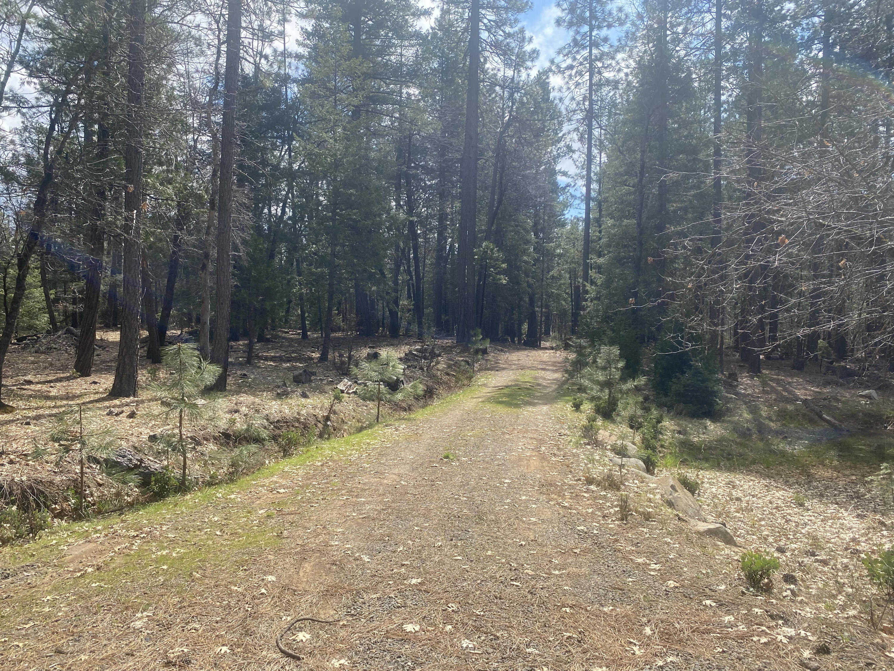 photo 2: Smith Logging Rd, Oak Run CA 96069