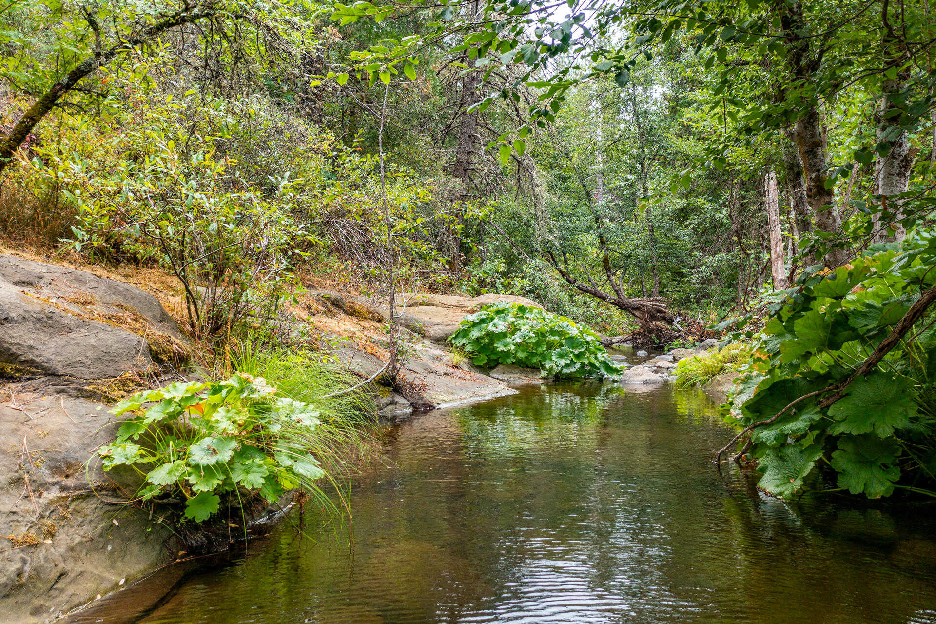 photo 3: Ponderosa Way-198 Acres, Shingletown CA 96088