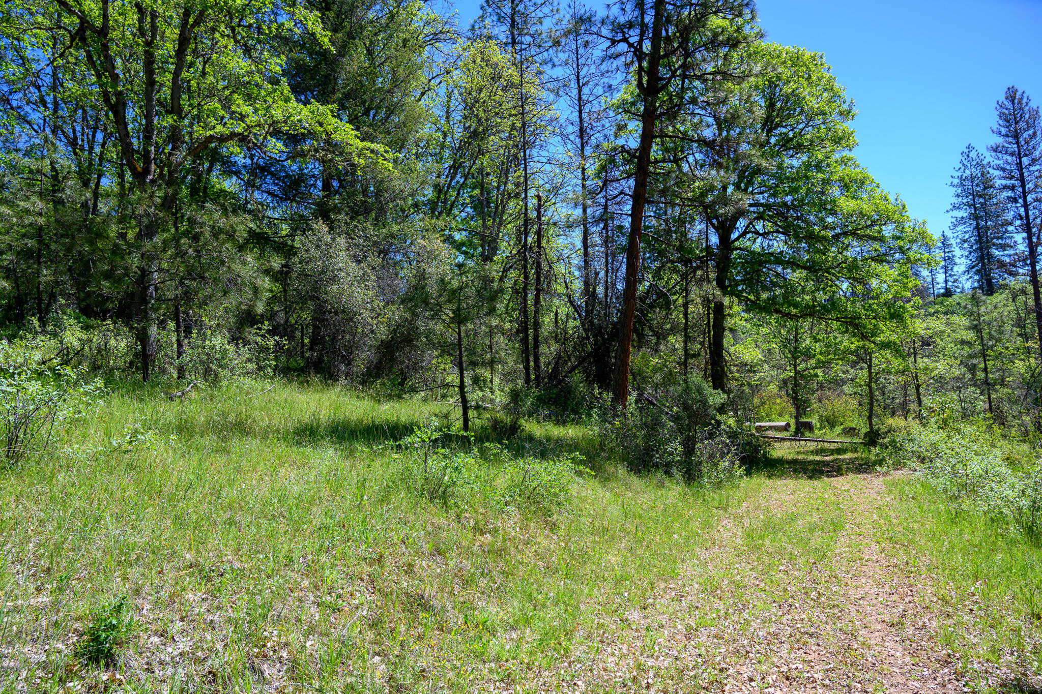 photo 2: 230 Shasta Springs Rd, Weaverville CA 96093