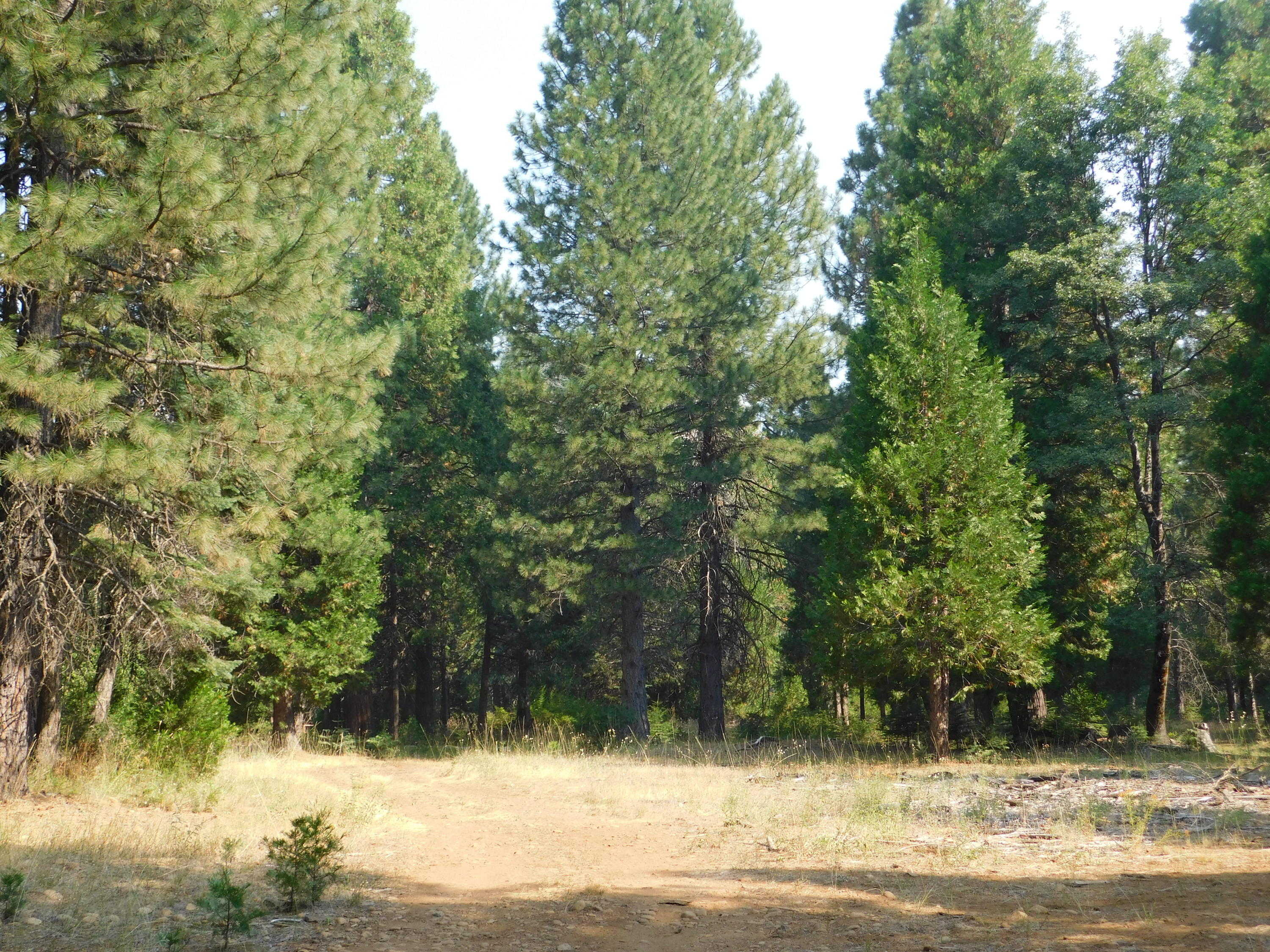 photo 3: Lot # 11 Deer Flat Road, Shingletown CA 96088