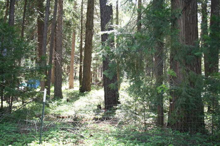 photo 14: Lot 61 Starlite Pines Rd, Shingletown CA 96088