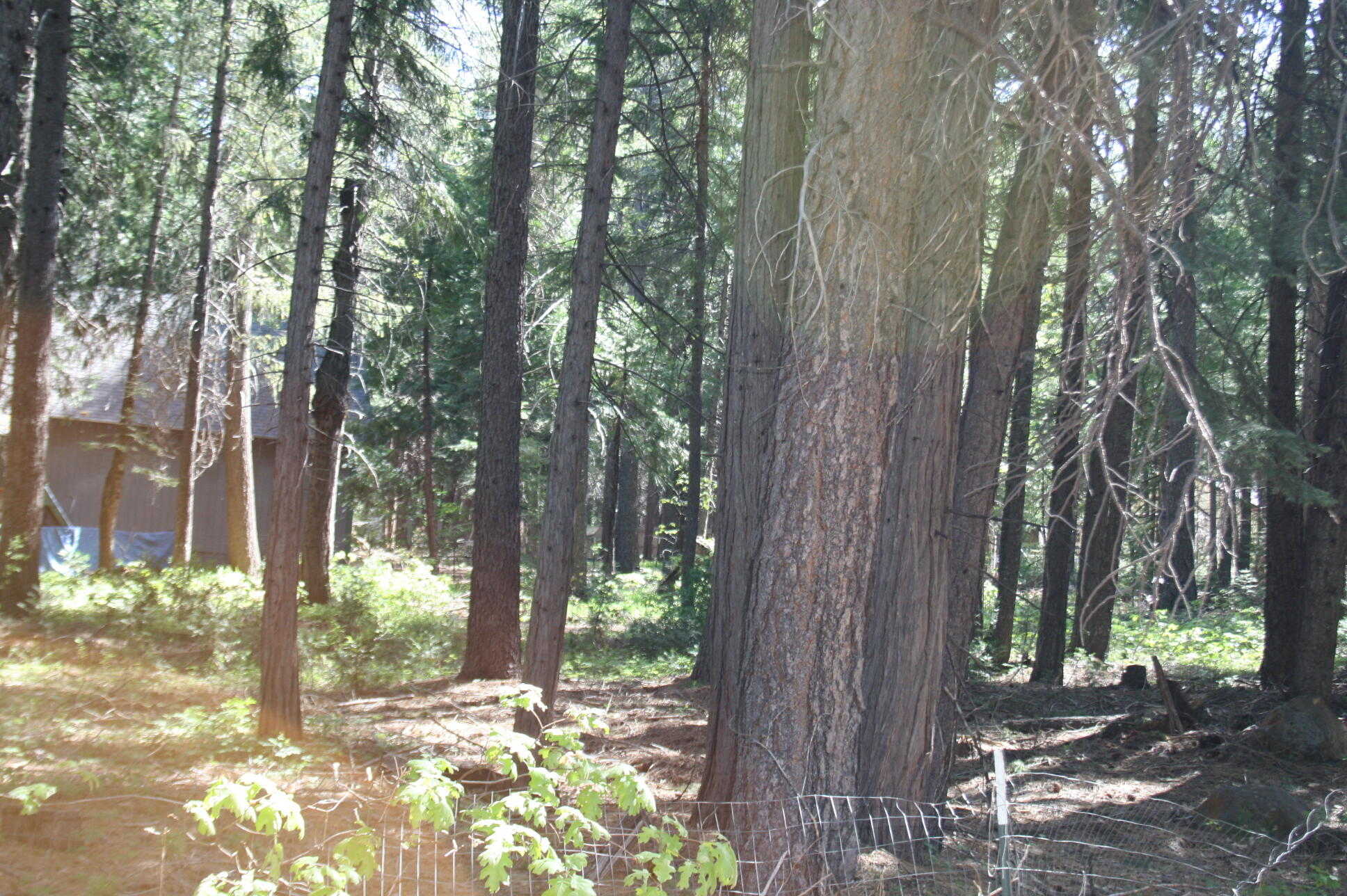 photo 2: Lot 61 Starlite Pines Rd, Shingletown CA 96088